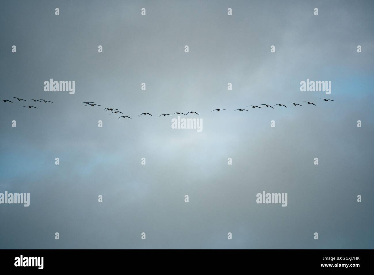 gruppo di uccelli nel cielo Foto Stock