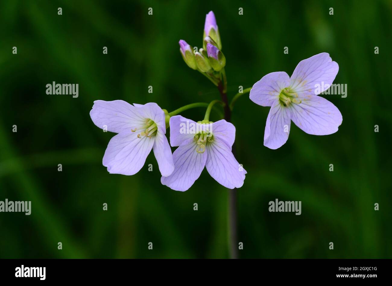 fiori di cazzo della signora in fiore Foto Stock