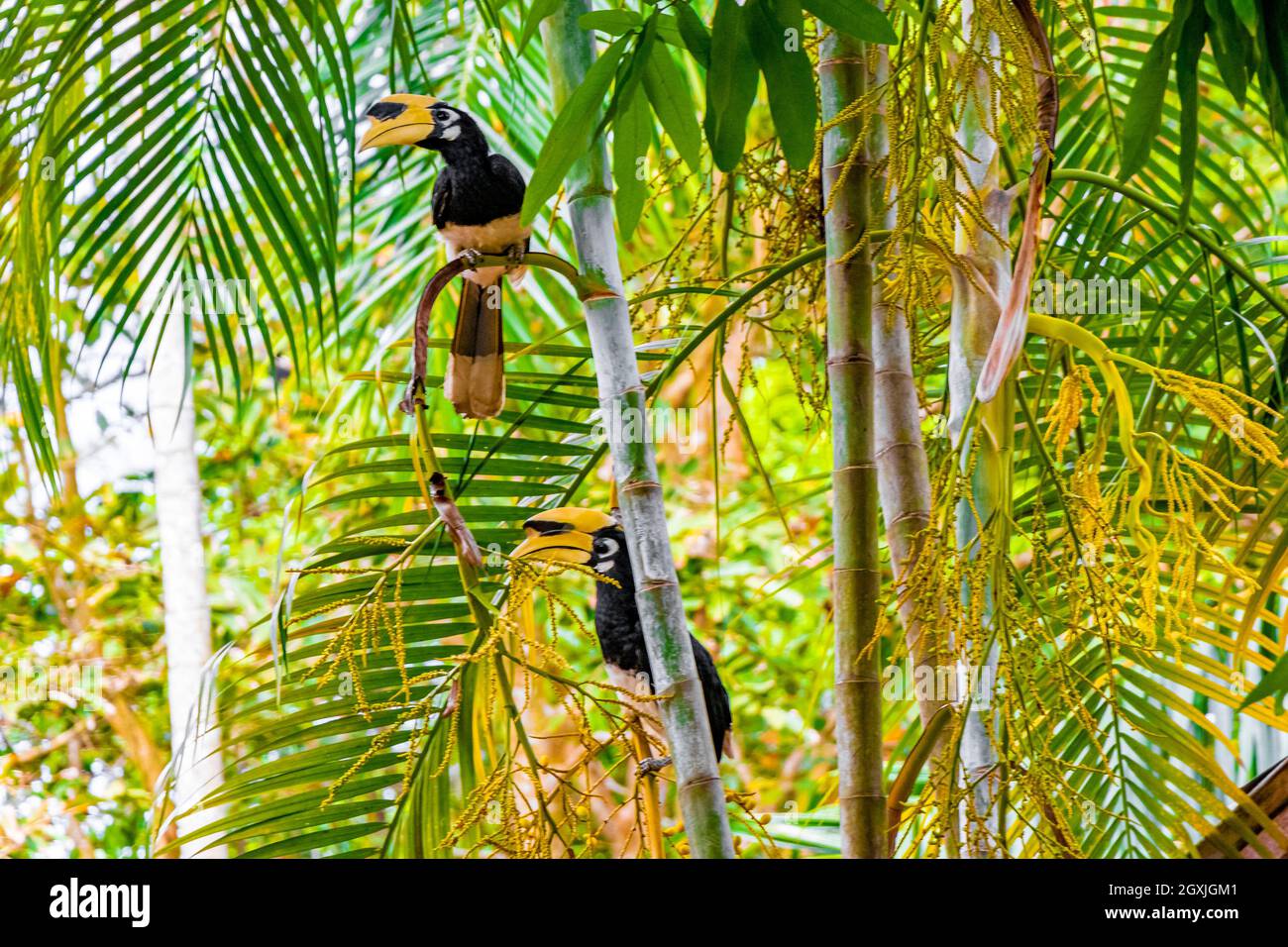 Grande uccello indiano Hornbill con grande becco giallo becco becco becco nella giungla tropicale a Koh Phayam Ranong Thailandia. Foto Stock