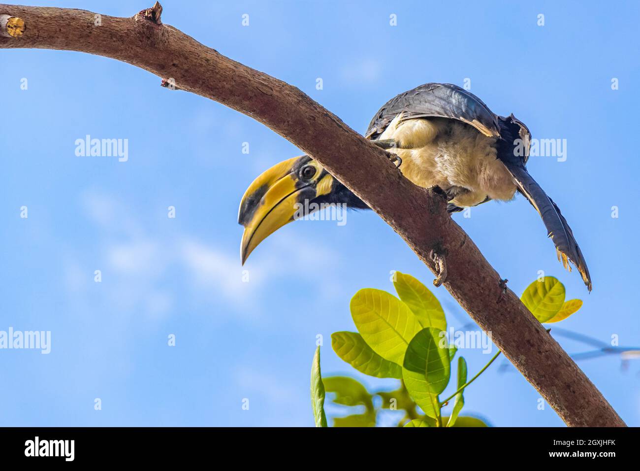 Grande uccello indiano Hornbill con grande becco giallo e sfondo blu cielo nella giungla tropicale a Koh Phayam Ranong Thailandia. Foto Stock