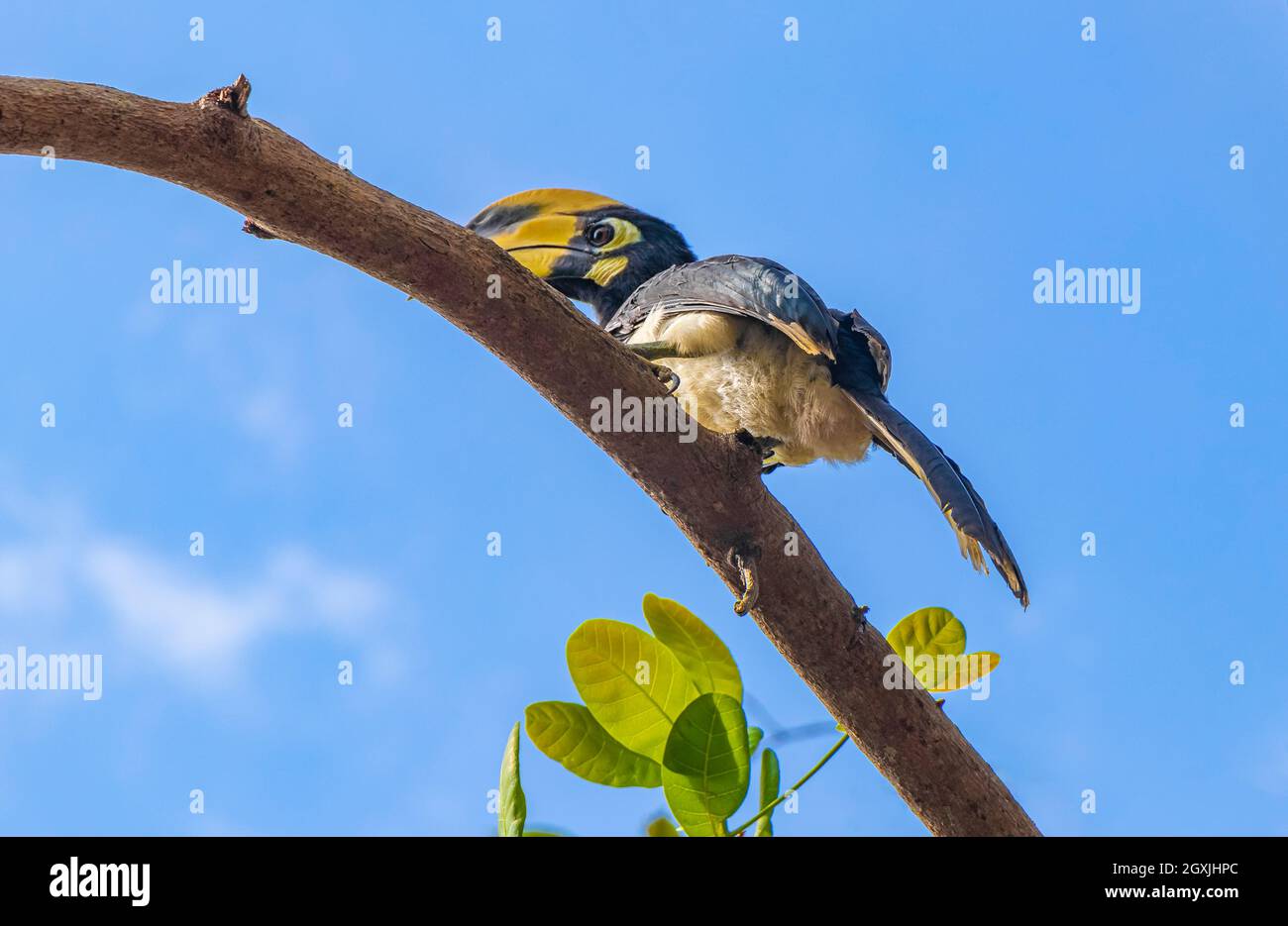 Grande uccello indiano Hornbill con grande becco giallo e sfondo blu cielo nella giungla tropicale a Koh Phayam Ranong Thailandia. Foto Stock
