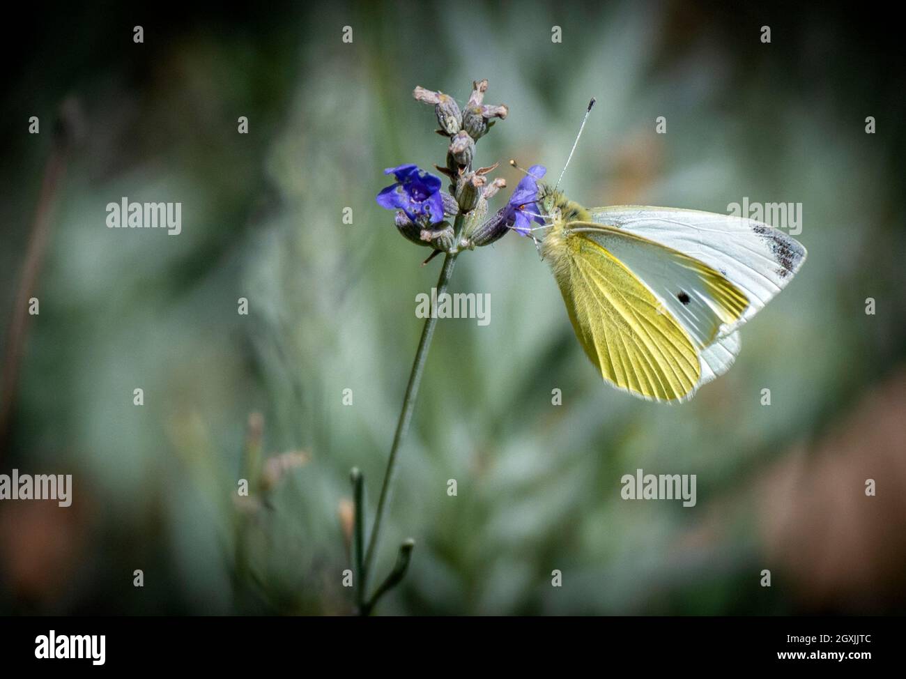 Jambol Bulgaria Ottobre 2021: Alimentazione delle farfalle tra i fiori selvatici nel centro della città. Clifford Norton Alamy Foto Stock