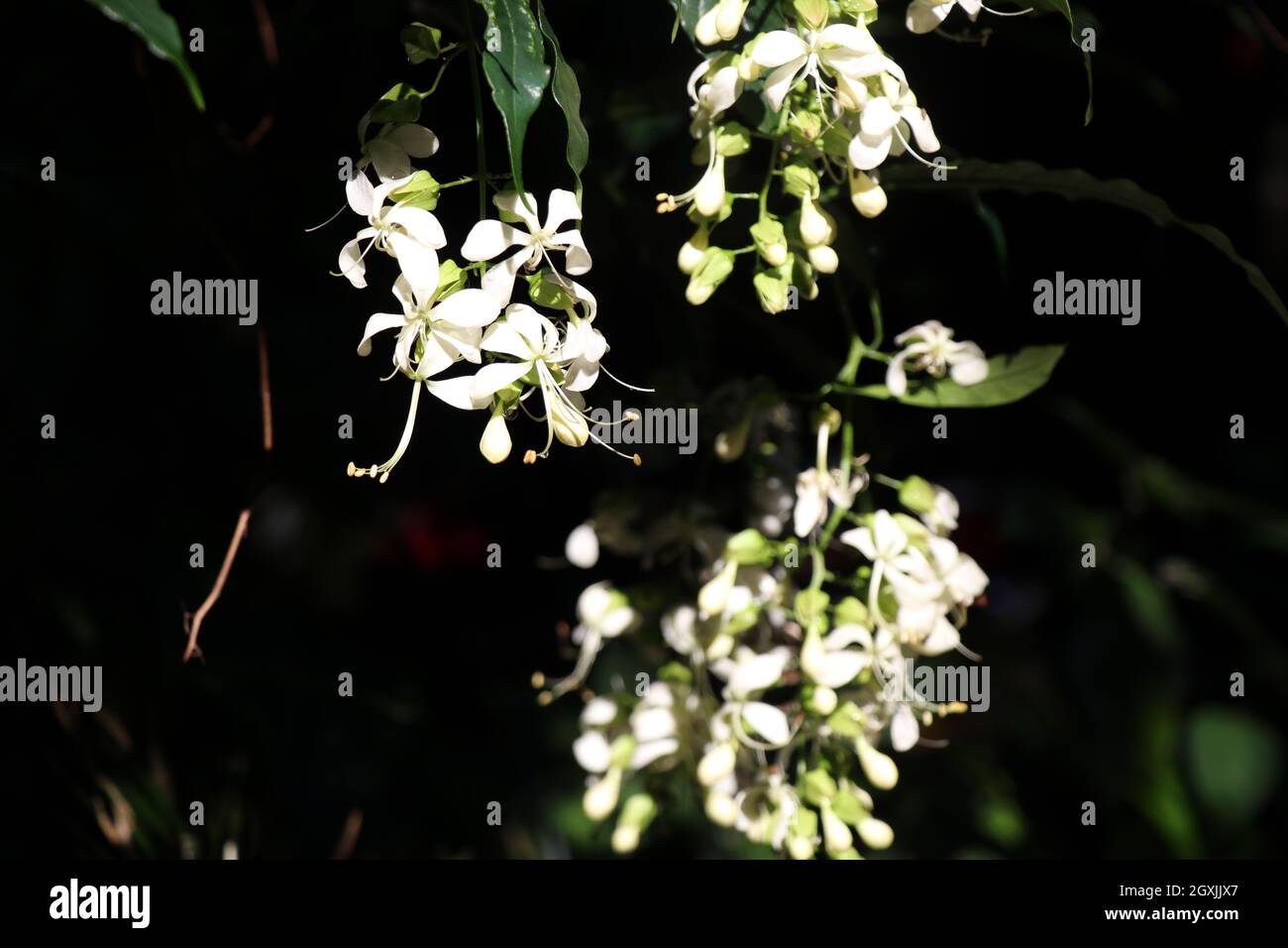 Bellissimi fiori bianchi in fiore nel giardino. Foto Stock