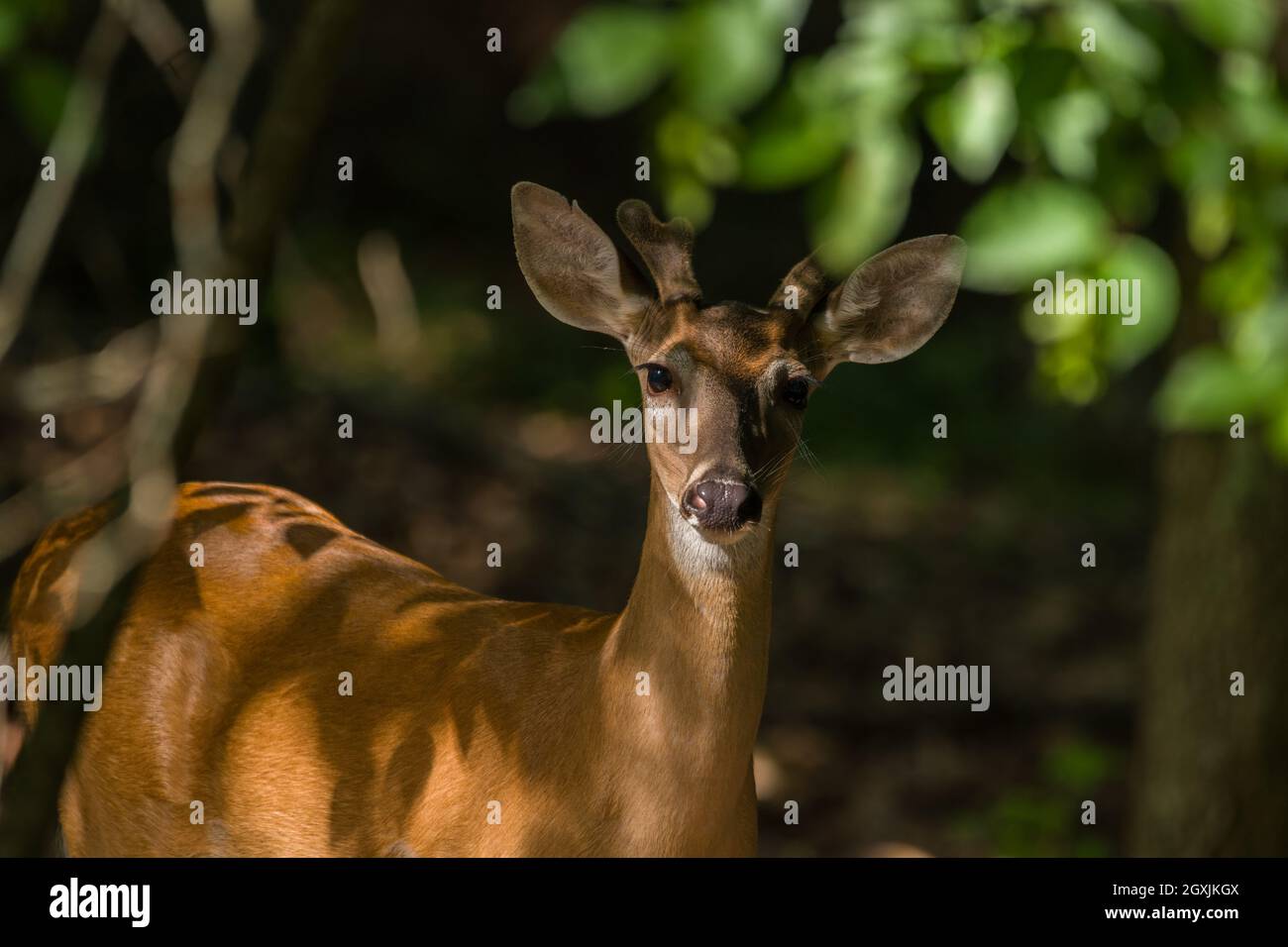 Una vista parziale di un giovane cervo buck con formiche che iniziano a crescere in posa all'ombra sotto gli alberi nella foresta con luce solare evidenziazione Foto Stock