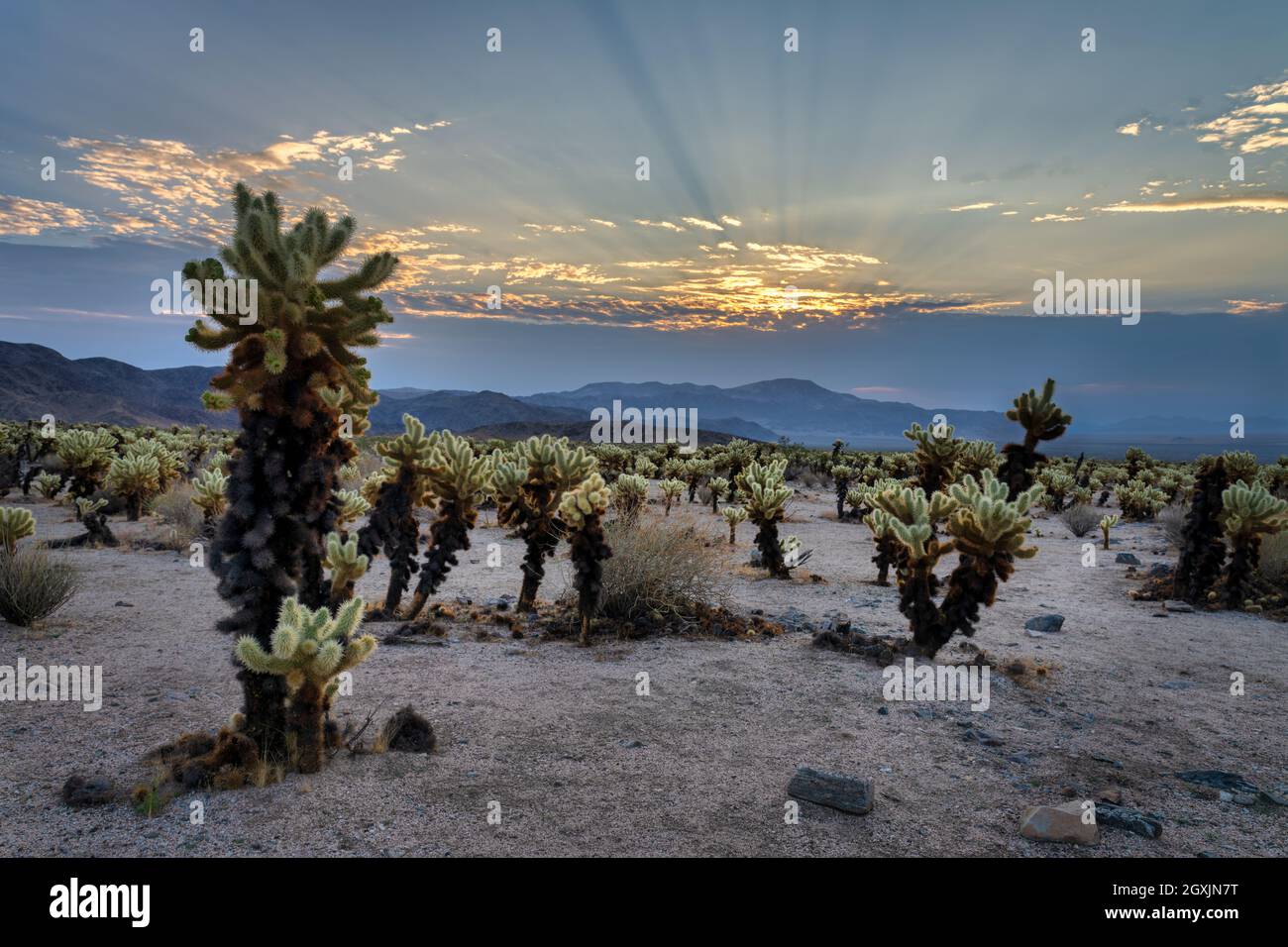 Cholla giardino alba Foto Stock