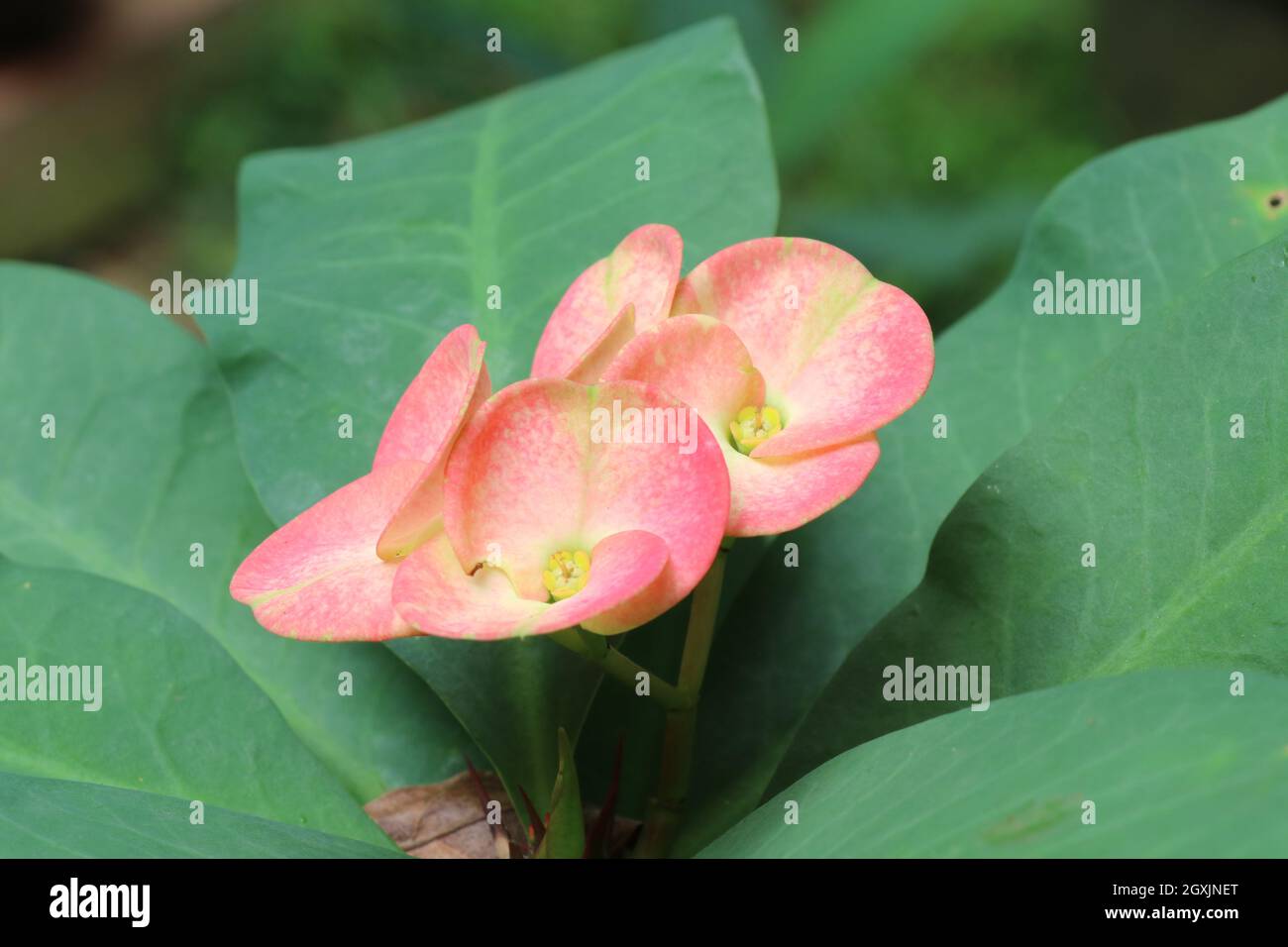 Bella fiori rosa Euphorbia fioritura. Foto Stock