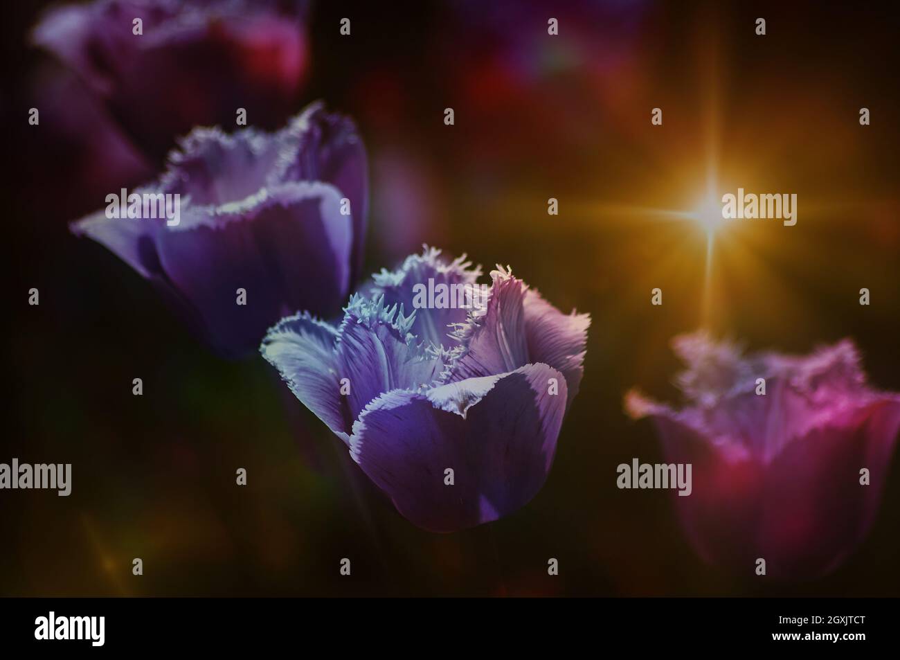 Tulipani violetti su sfondo scuro con lente svasata. Foto Stock