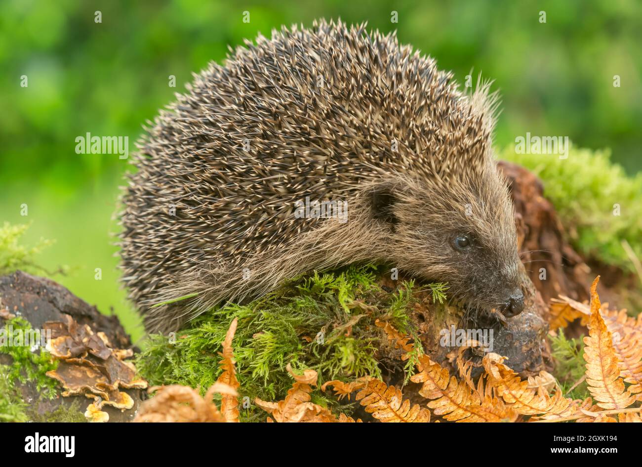 Ricci selvaggi e nativi che si nutrono in un giardino accogliente. Portato all'interno di un nascondiglio faunistico per monitorare la salute e la popolazione di questo mammifero in declino Foto Stock