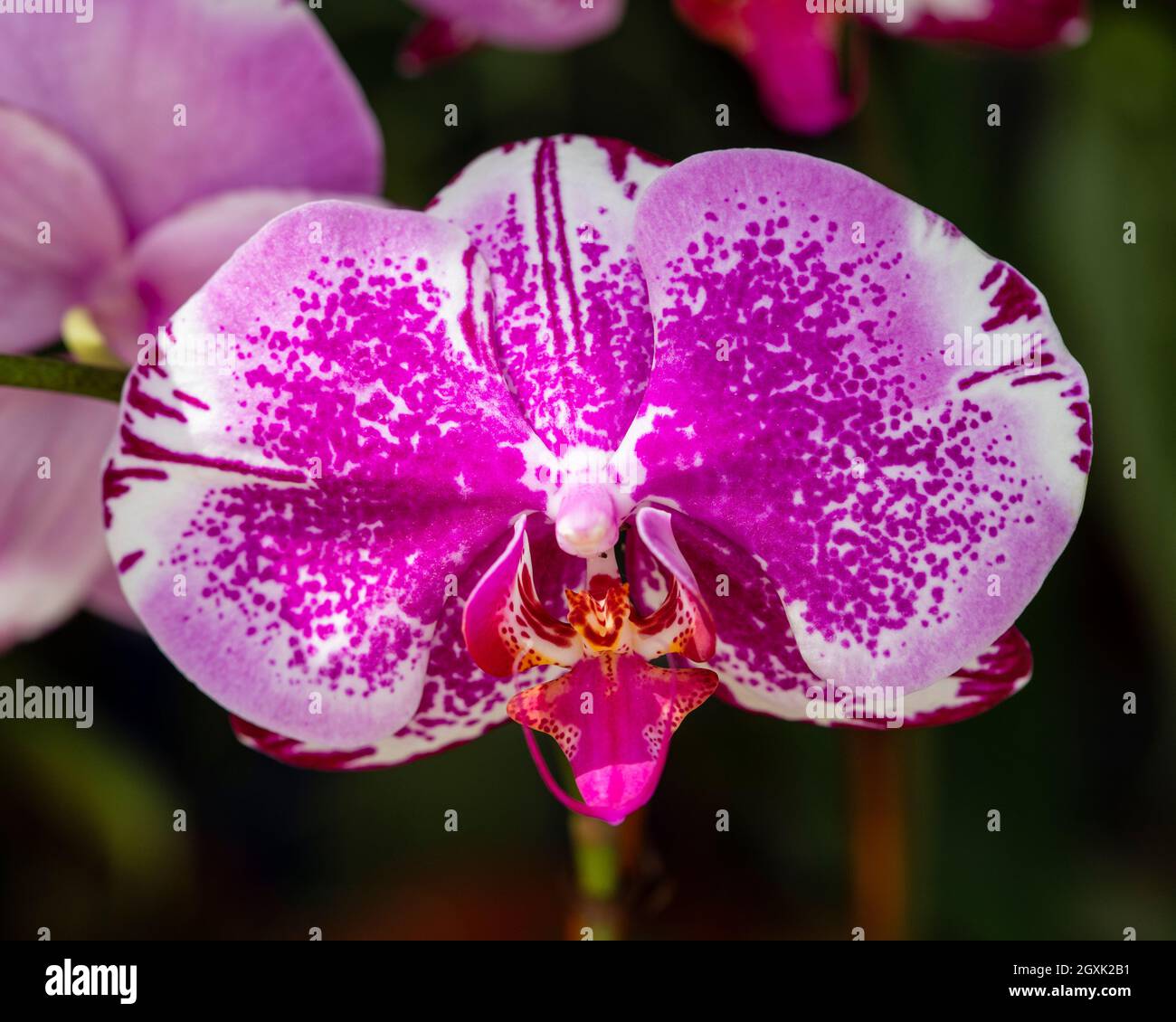 Orchid esposto al Redlands Orchid Festival di Homestead, Fl su 100321 Foto Stock