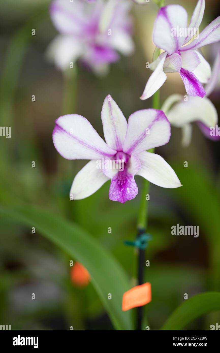 Orchid esposto al Redlands Orchid Festival di Homestead, Fl su 100321 Foto Stock