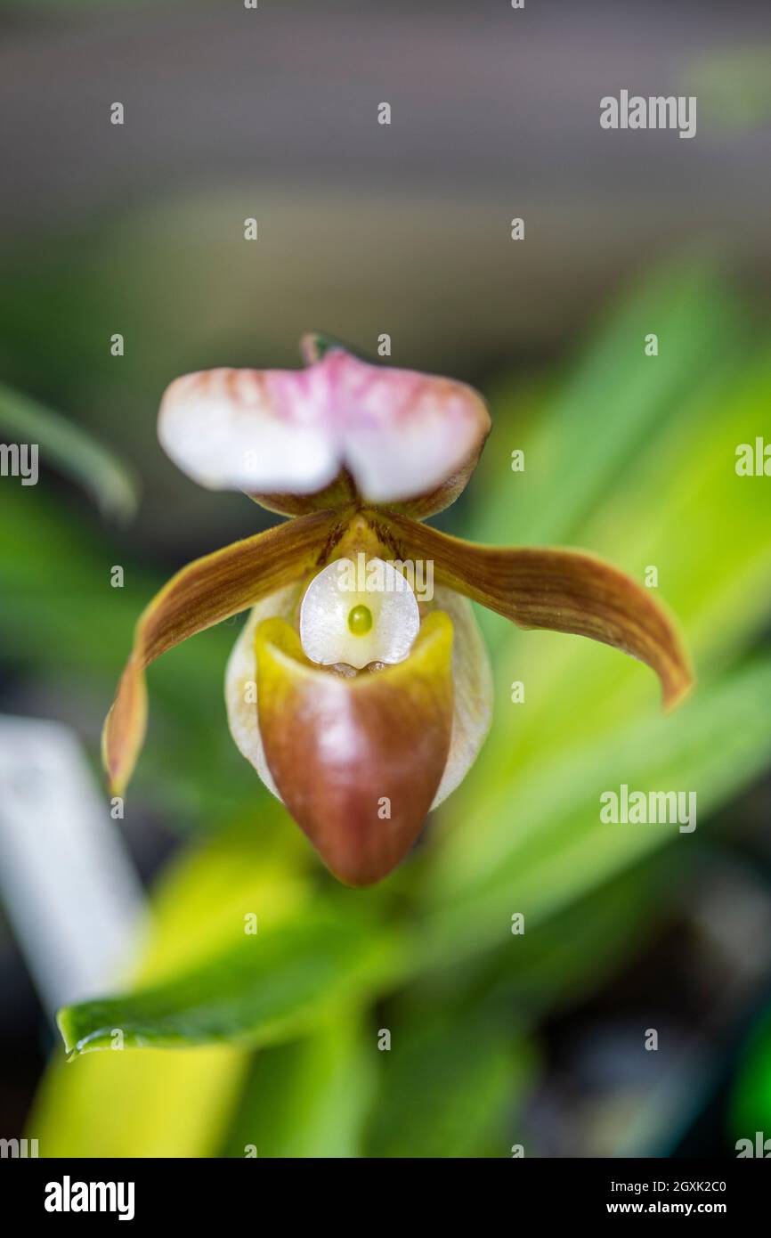 Orchid esposto al Redlands Orchid Festival di Homestead, Fl su 100321 Foto Stock