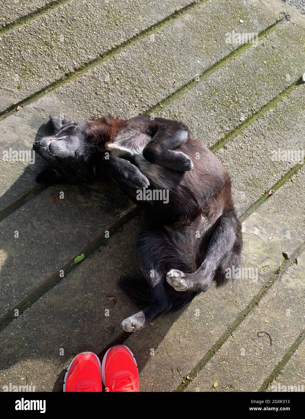 Persona in addestratori in piedi accanto ad un cane che si trova sulla sua schiena, India Foto Stock