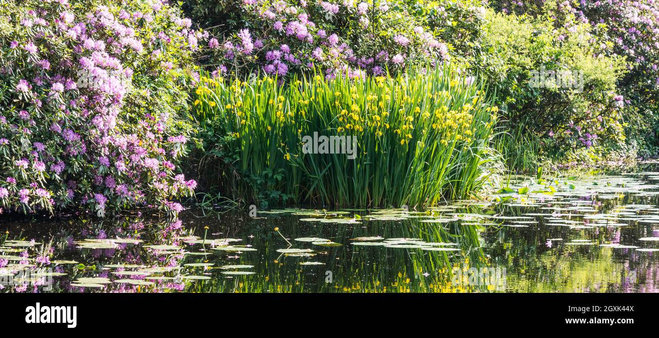 l'iride gialla e il rododendro viola si riflettono nell'acqua Foto Stock