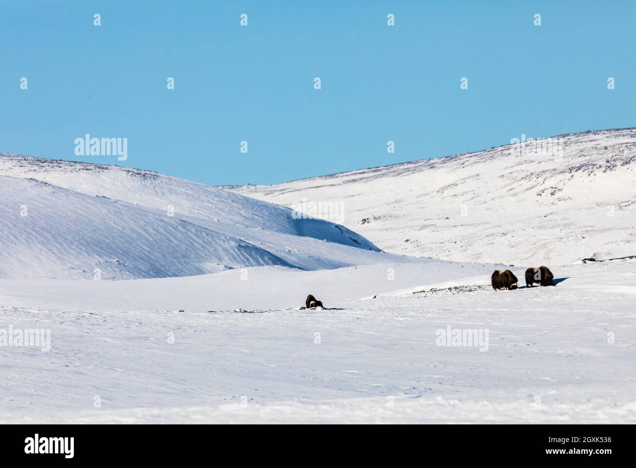 Due Musk Ox in paesaggio di montagna, Dovrefjell National Park, Norvegia Foto Stock