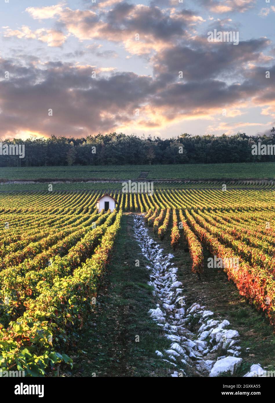 Hill of Corton Vineyard paesaggio con capanna rifugio vinacciatori al tramonto. Con canale di drenaggio e confine tra vigneti, Corton e Corton Charlemagne Grand Cru vigneti Aloxe Corton Cote d'Or Borgogna Francia Foto Stock