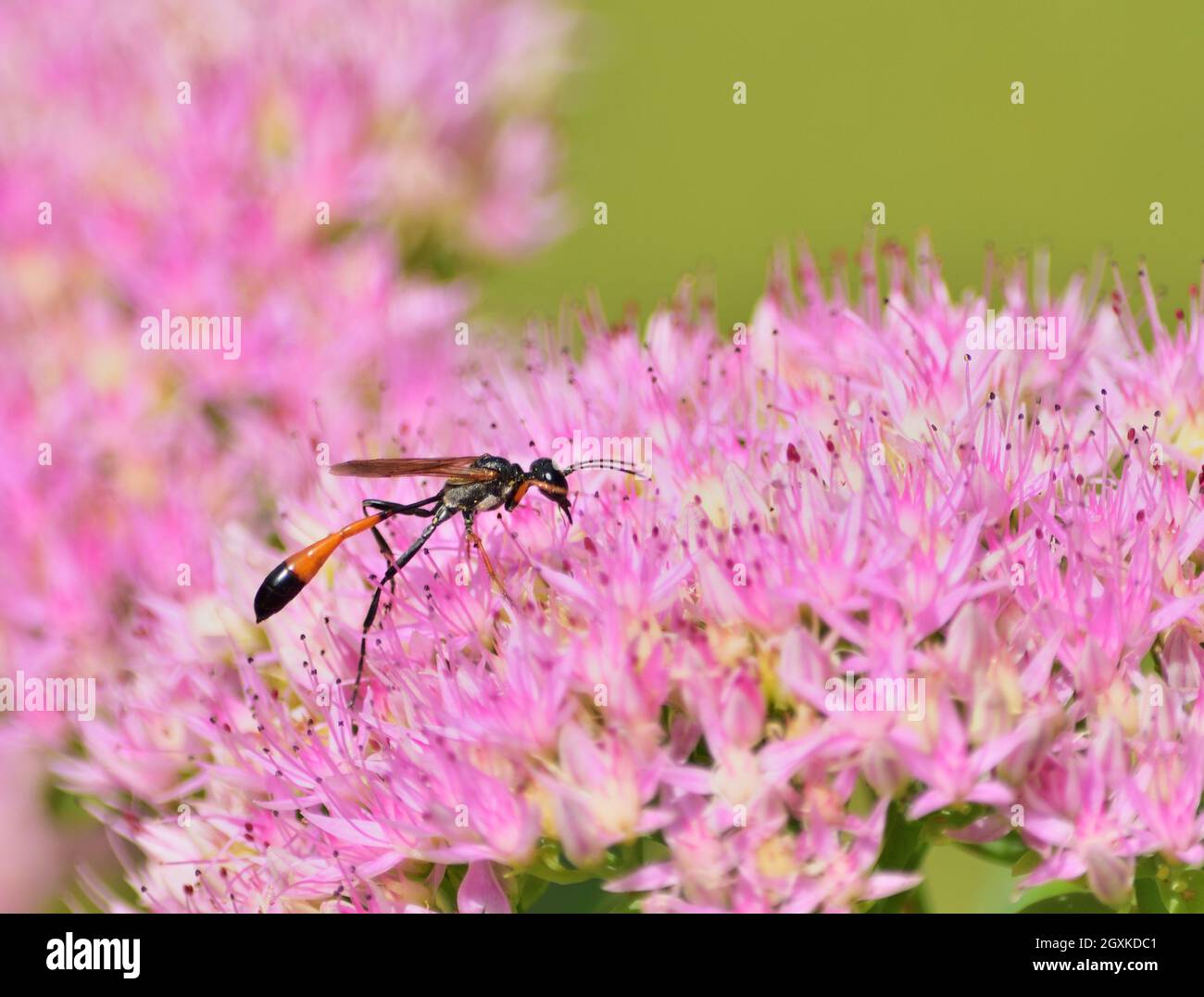 Ammophila sabulosa, la vespa di sabbia a bande rosse Foto Stock