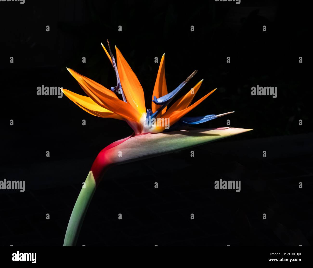 luminoso uccello di paradiso fiore closeup luce e ombra effetto ritaglio isolato su uno sfondo nero Foto Stock