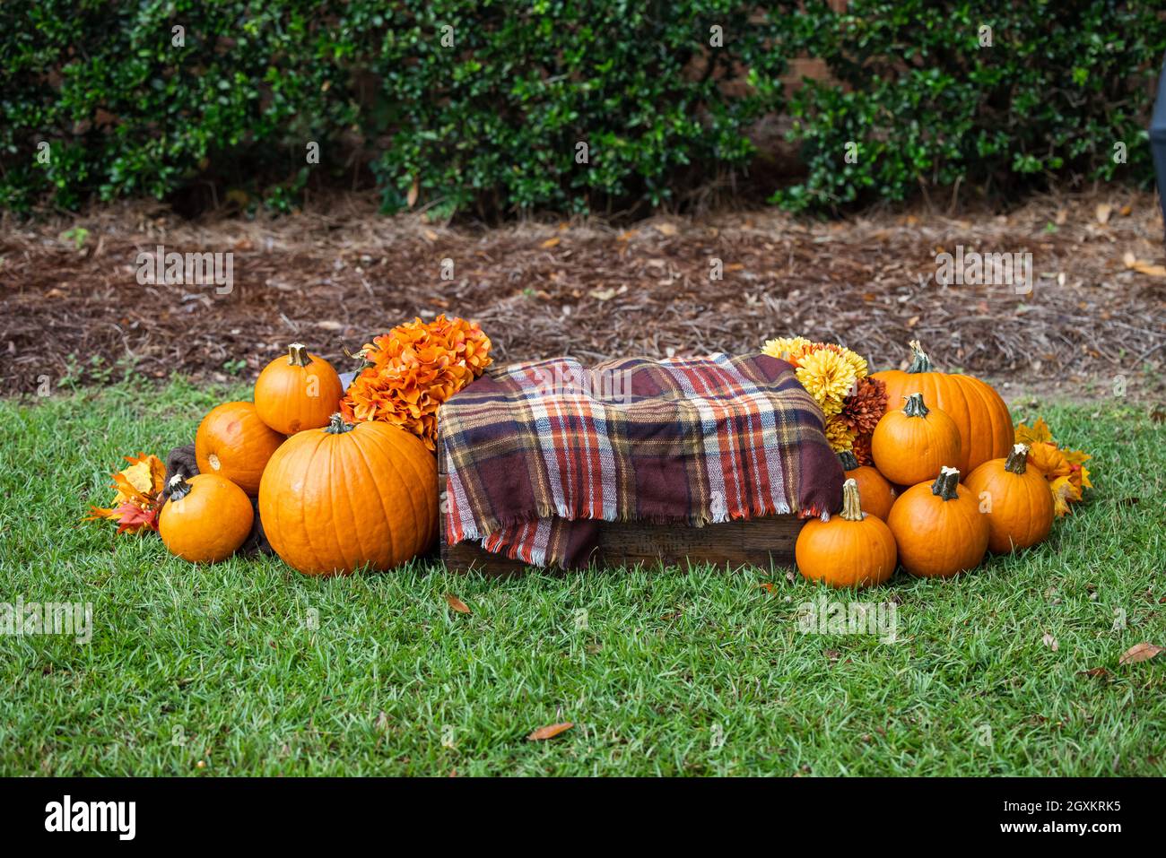 Un allestimento all'aperto di una cassa con una coperta marrone plaid  autunno e un sacco di zucche arancioni luminose e fiori per decorazioni o  quadri autunnali Foto stock - Alamy