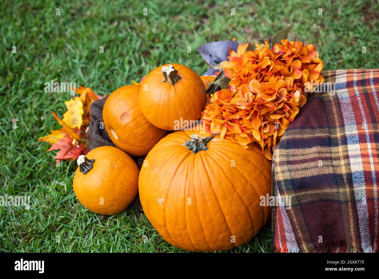 Un allestimento all'aperto di una cassa con una coperta marrone plaid autunno e un sacco di zucche arancioni luminose e fiori per decorazioni o quadri autunnali Foto Stock