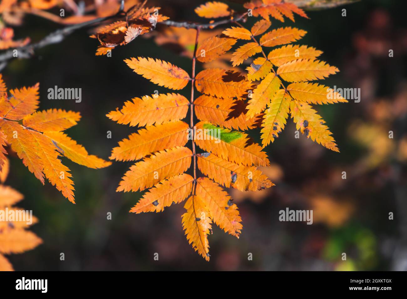 L'albero di Rowan coloratissimo autunno lascia su sfondo sfocato, foto da vicino con messa a fuoco selettiva. Foto naturale della stagione autunnale Foto Stock