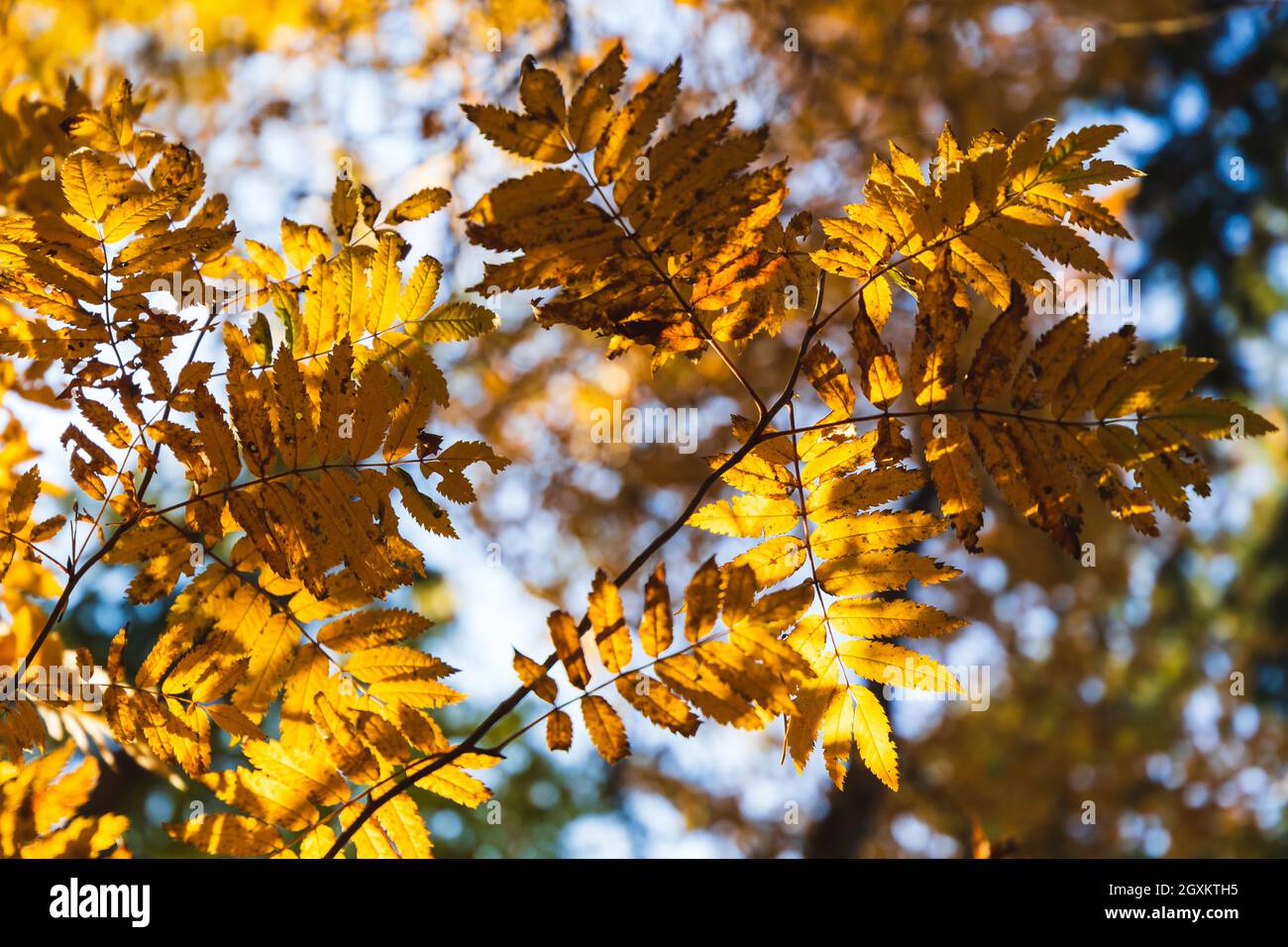 Foglie d'autunno gialle di un albero di rowan sotto il cielo sfocato sfondo, primo piano foto con fuoco selettivo. Foto naturale della stagione autunnale Foto Stock