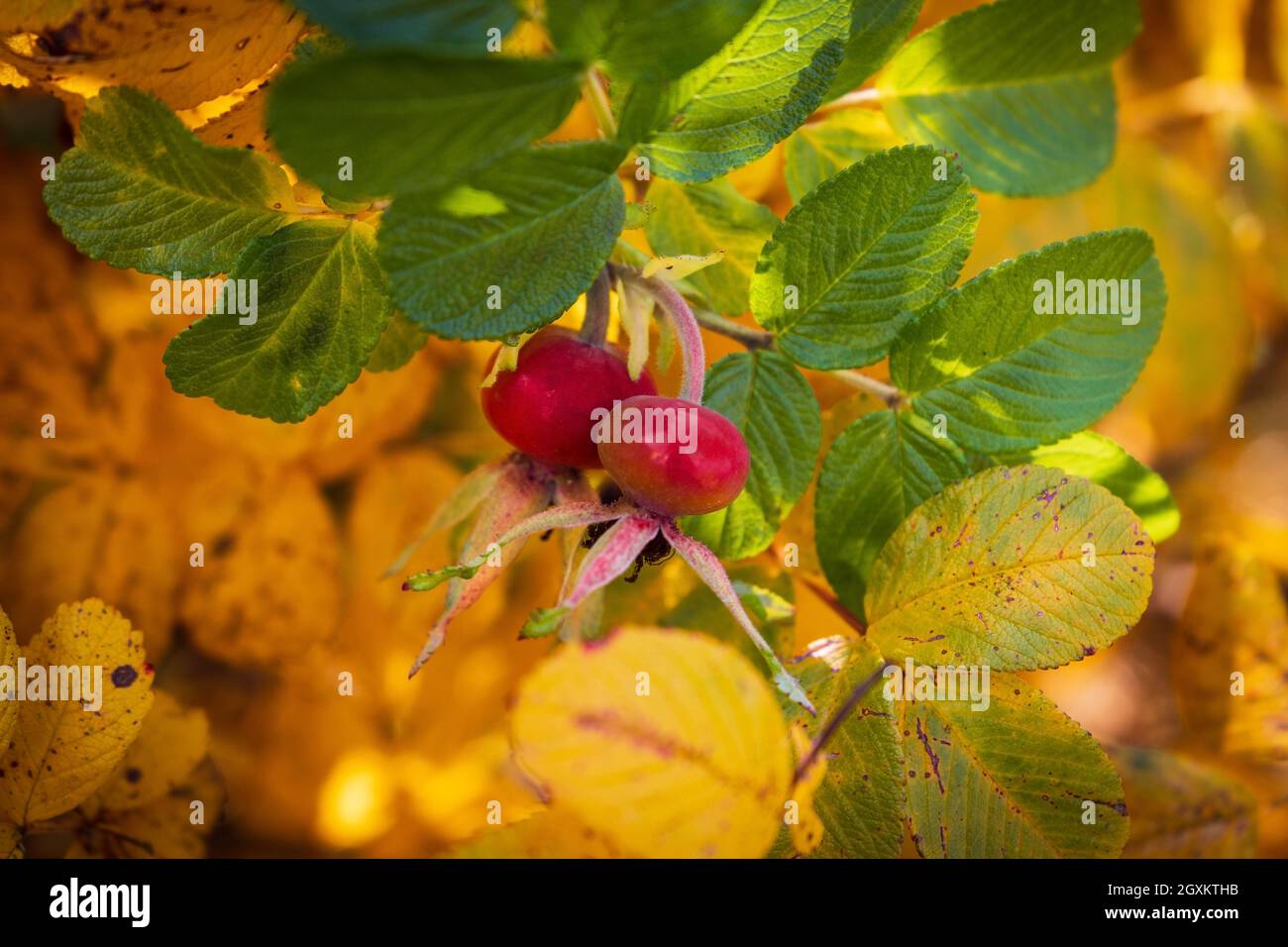 Bacche rosse e foglie colorate di una rosa selvaggia nella stagione autunnale, foto ravvicinata con fuoco soft selettivo Foto Stock