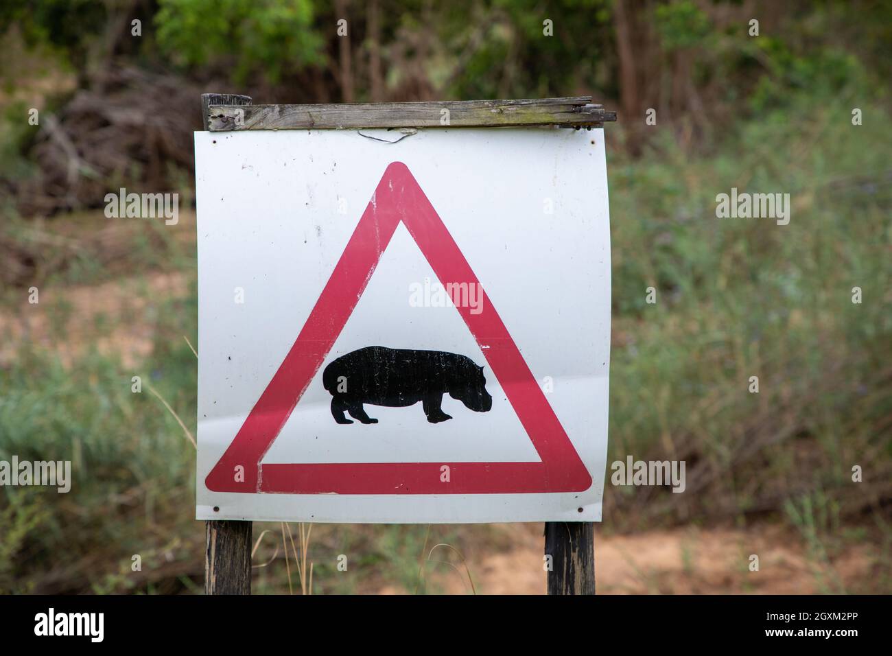 Primo piano su un segnale di avvertimento che avverte le persone che gli ippopotami si trovano nella zona. Foto Stock