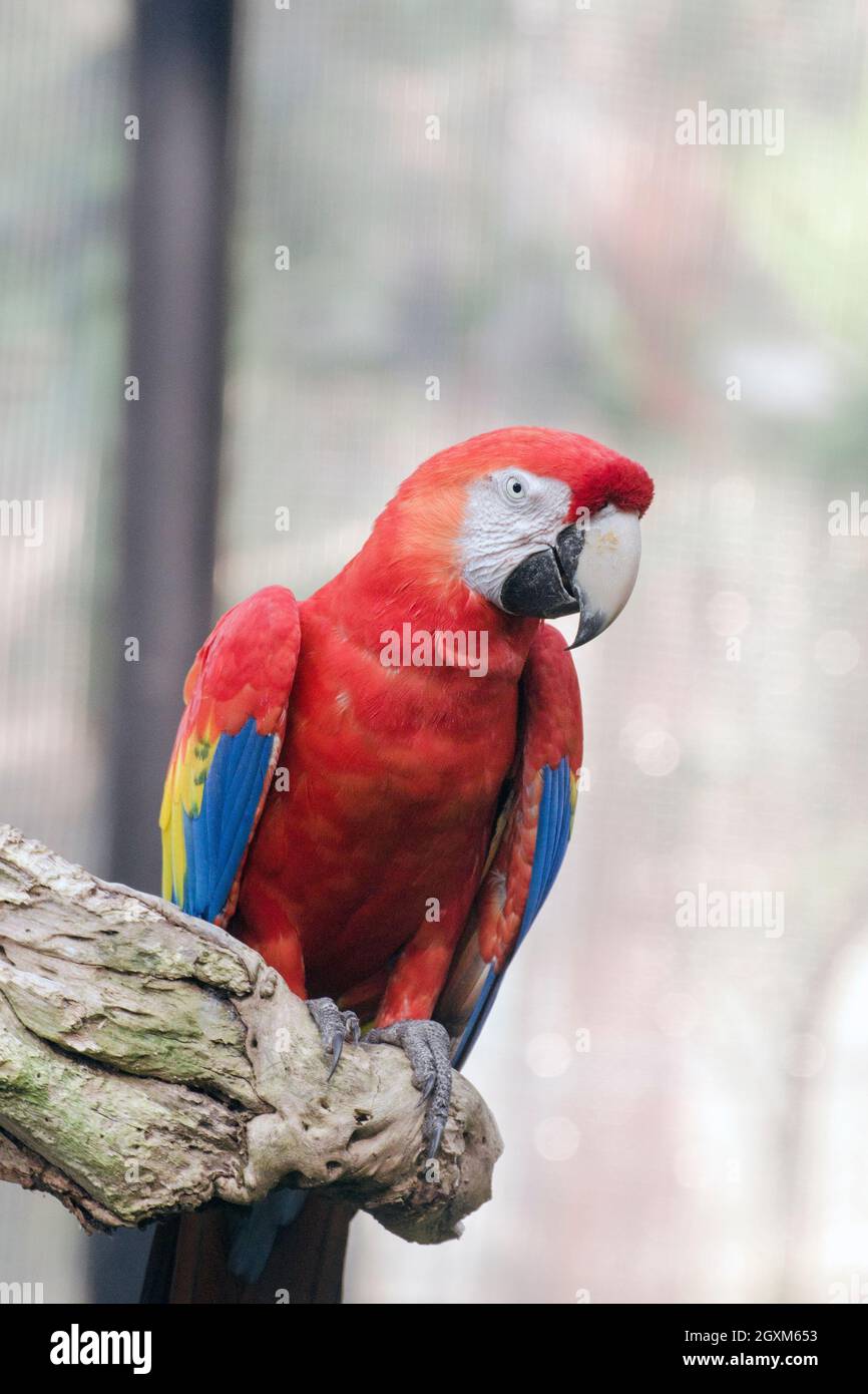 Uccello di pappagallo rosso, blu e giallo (Macaw severo) seduto sull'albero. Primo piano. Foto Stock