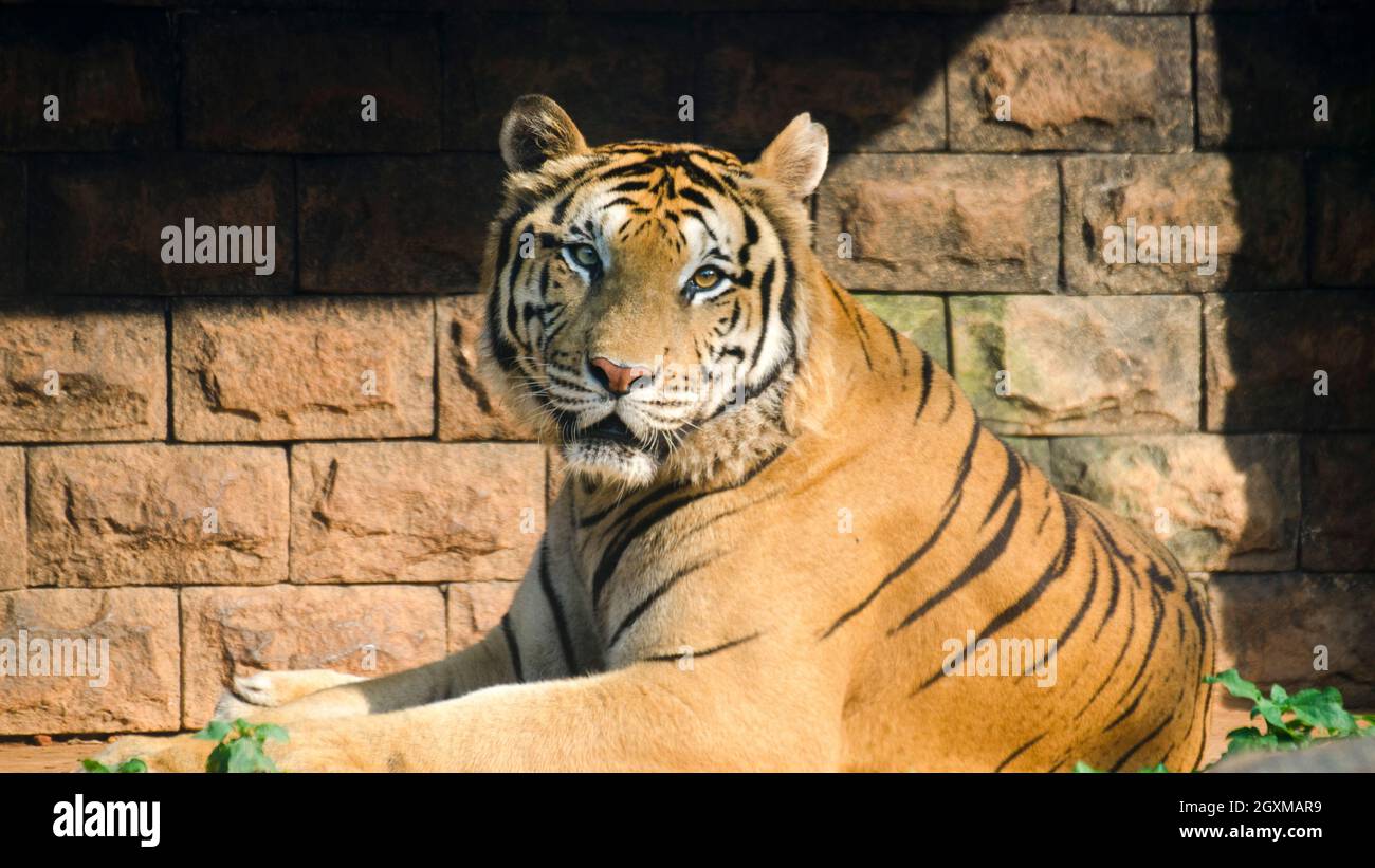 Primo piano di una tigre bengala. Distratto a Zoological Gardens Foto Stock