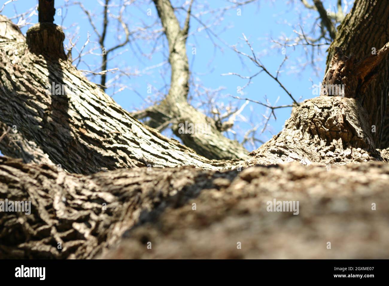 Guardando verso l'alto un albero senza foglie dalle radici nel cielo blu senza nuvole Foto Stock