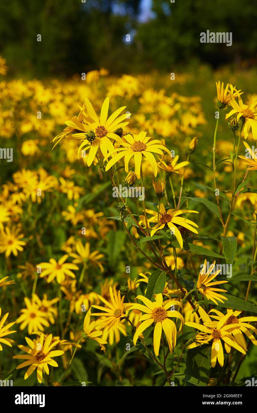 Grande campo pieno di fiori gialli uno da vicino Foto Stock