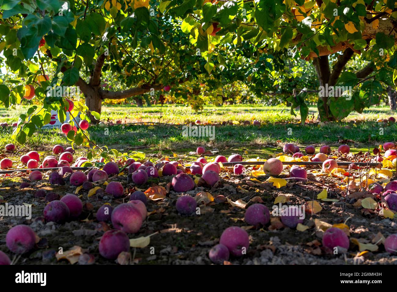 Le mele si stendono a terra in un frutteto di mele a Green Bluff, Washington, USA Foto Stock