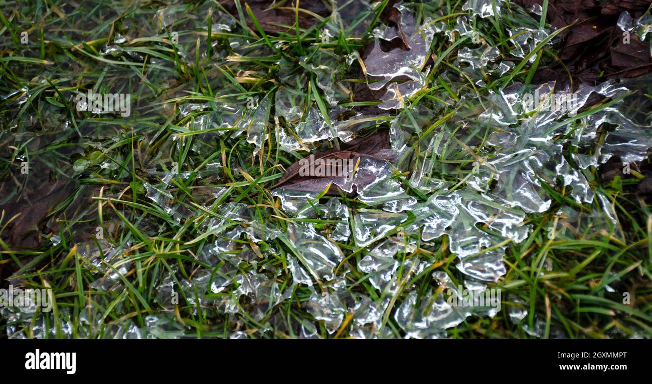 Scintillanti pezzi di ghiaccio sull'erba verde. Sfondo primaverile con rime su green giovani. Sciogliere il ghiaccio sul terreno. L'erba giovane si spezza attraverso l'ic Foto Stock