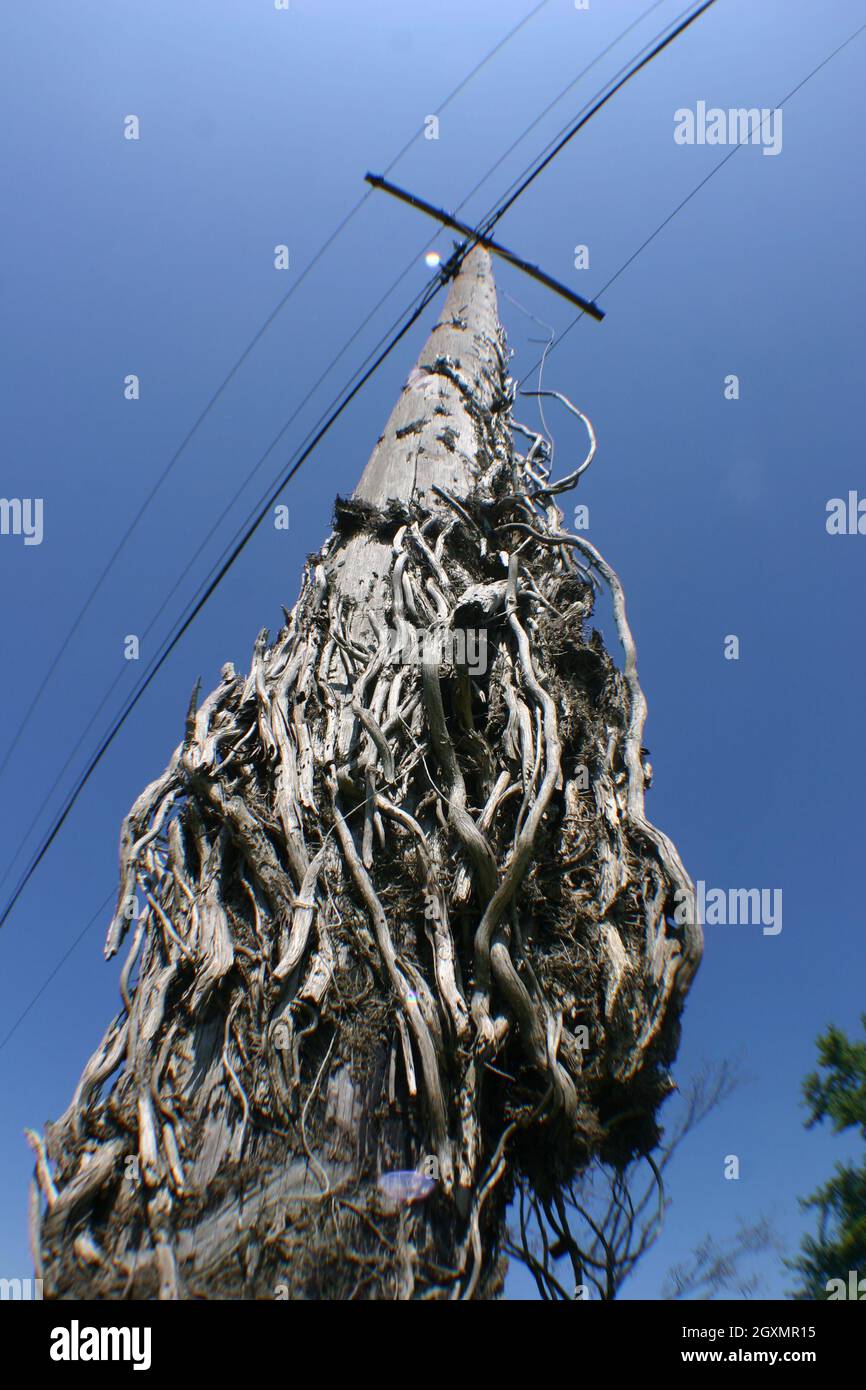 Il vecchio palo del telefono assomiglia ai serpenti che escono dalla relativa base ma quello è appena la corteccia del ceppo usato per fare il palo Foto Stock