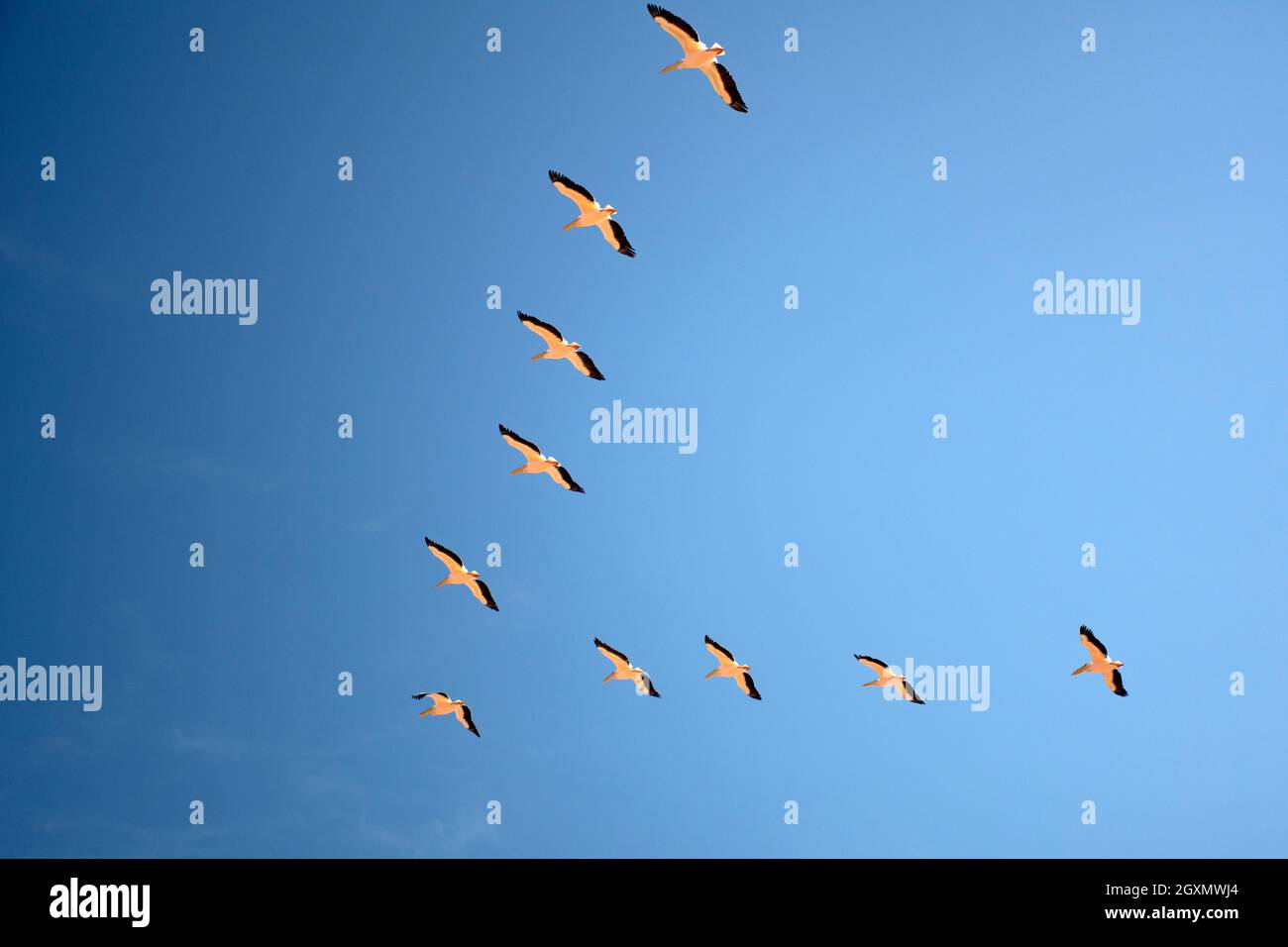 Gregge di dieci fenicotteri, roseo fenicottero, volando in un cielo blu, Porto di Sandwich, Baia di Walvis, Namibia Foto Stock