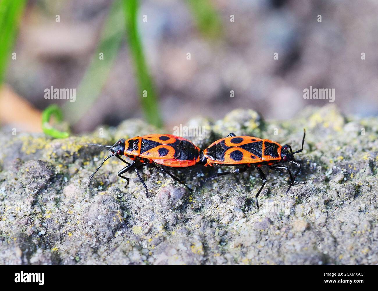 Berlino, Germania. 11 Aprile 2021. 11.04.2021, Berlino. Due insetti di fuoco (Pyrhocoris apterus) che si accoppiano su una pietra. Credit: Wolfram Steinberg/dpa Credit: Wolfram Steinberg/dpa/Alamy Live News Foto Stock
