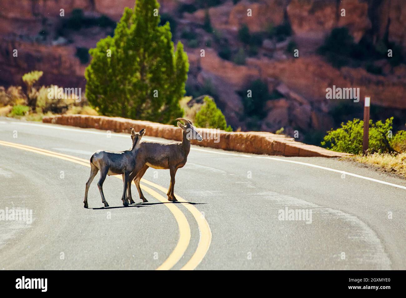 Coppia di capre che attraversano la strada curva nel canyon del deserto Foto Stock