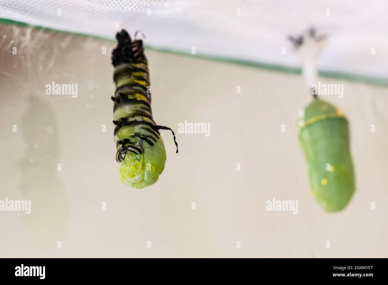 Monarch caterpillar, Danaus plexippus, nel processo di pupilazione in un crisali all'interno di una gabbia di farfalle. Kansas, Stati Uniti. Foto Stock