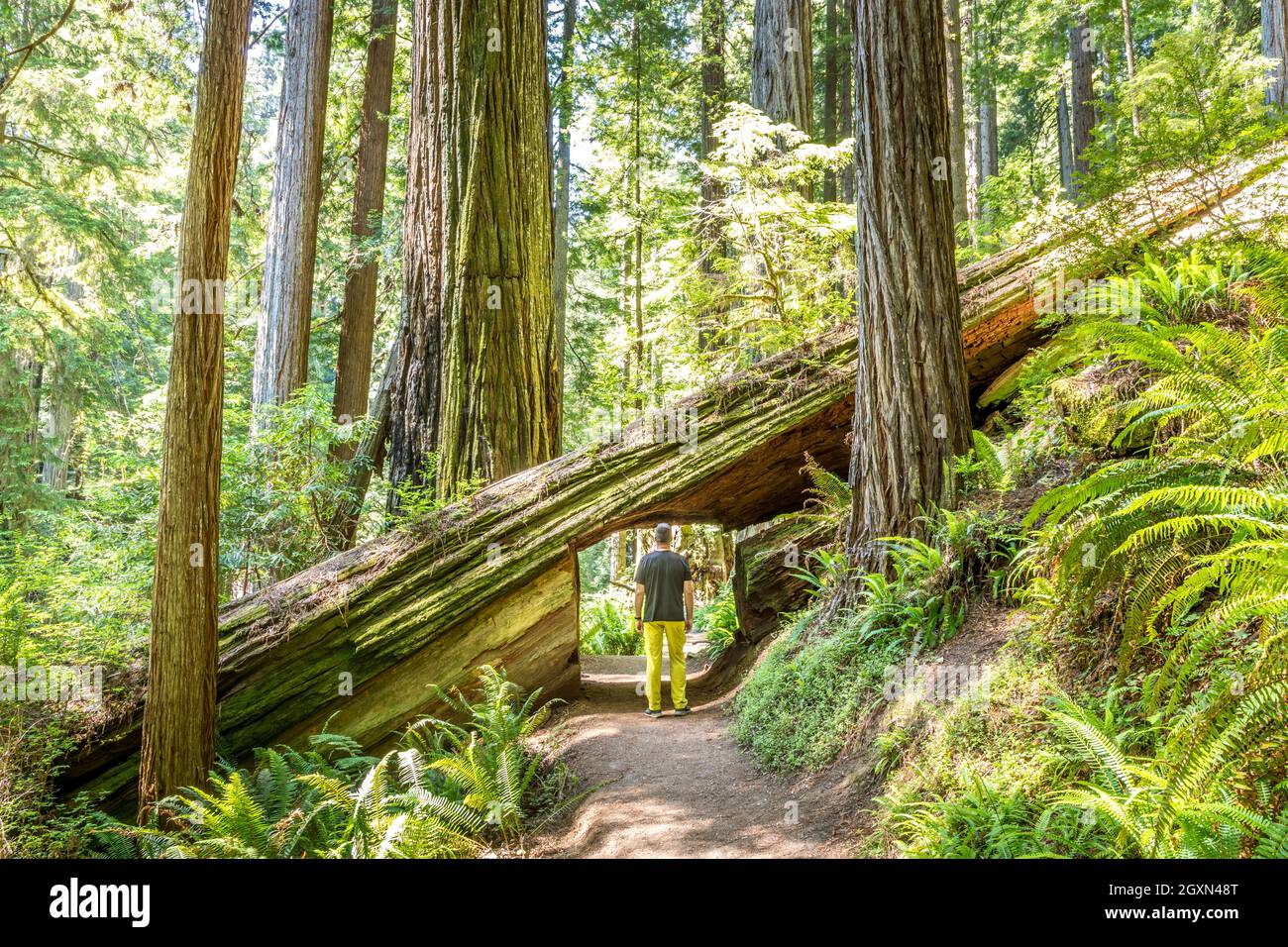 Ritagliare un albero di sequoie per rendere possibile il passaggio sul sentiero con un uomo che cammina attraverso Foto Stock