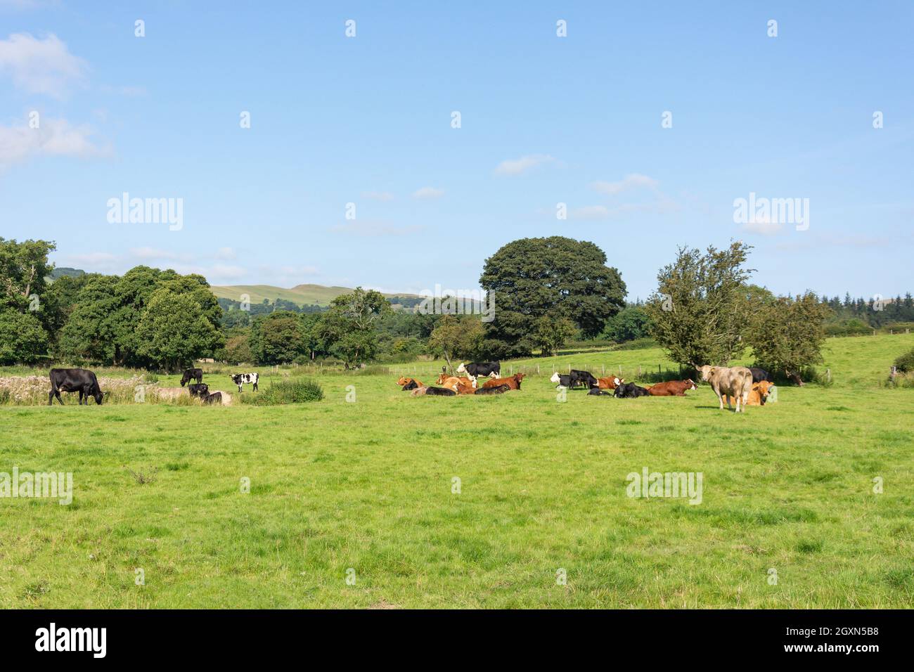 Bovini in campo, vale of Clwyd, Denbighshire (Sir Ddinbych), Galles, Regno Unito Foto Stock