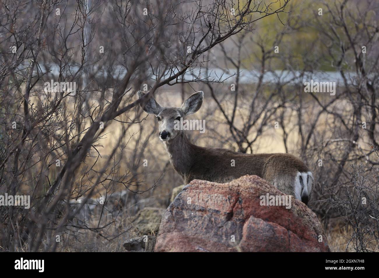 Davis Mountains Deer Foto Stock