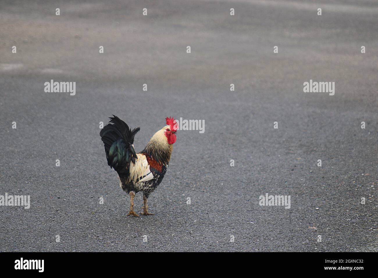 Polli attraversare una strada Foto Stock