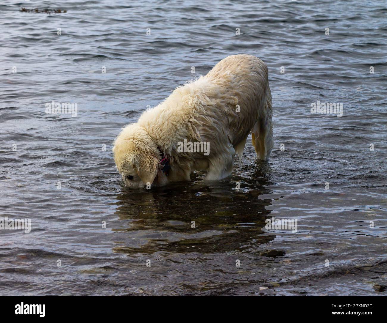 Golden Retriever cane al mare Foto Stock