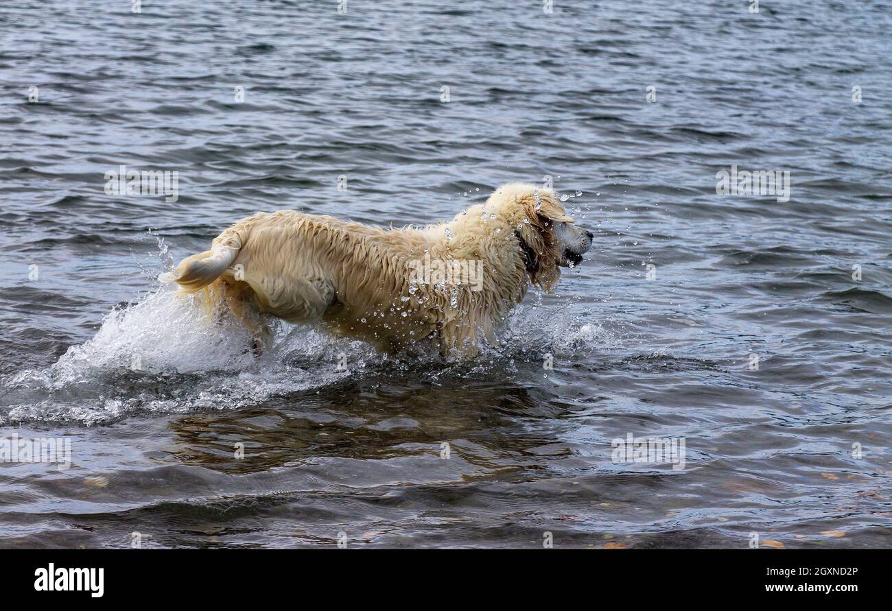Golden Retriever cane al mare Foto Stock