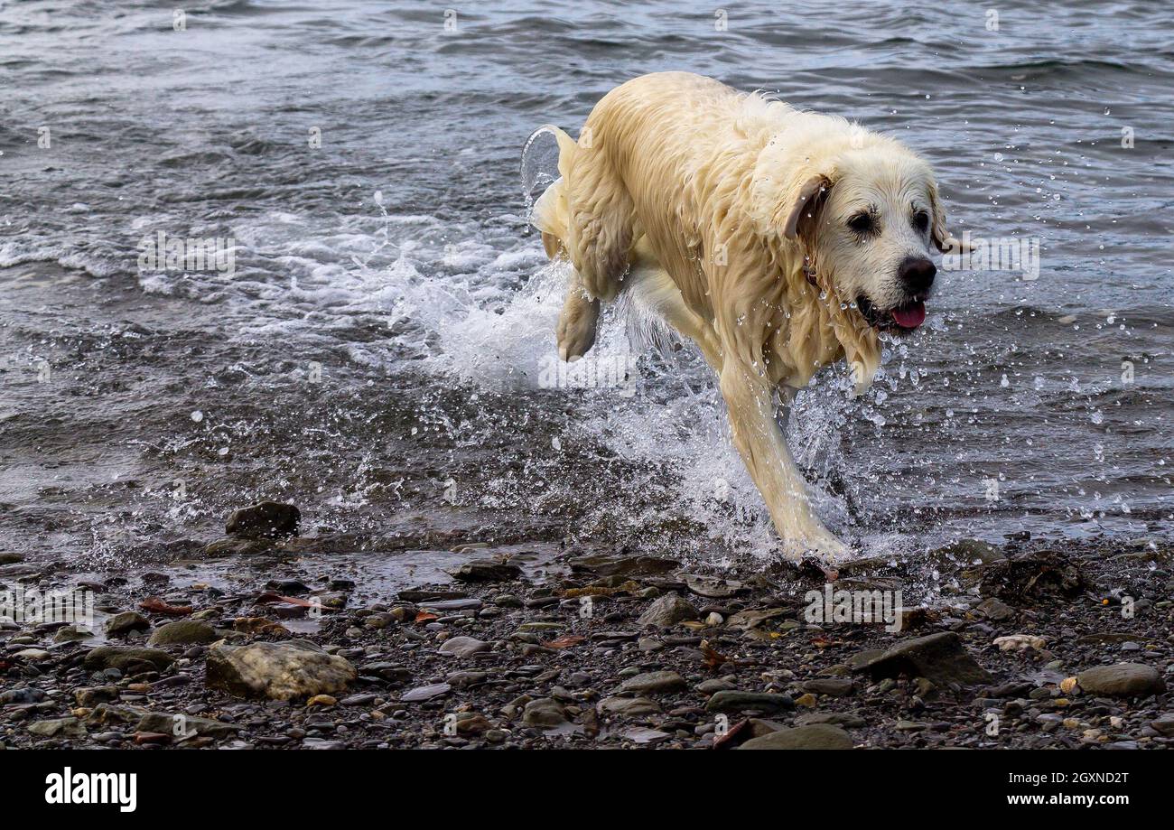Golden Retriever cane al mare Foto Stock