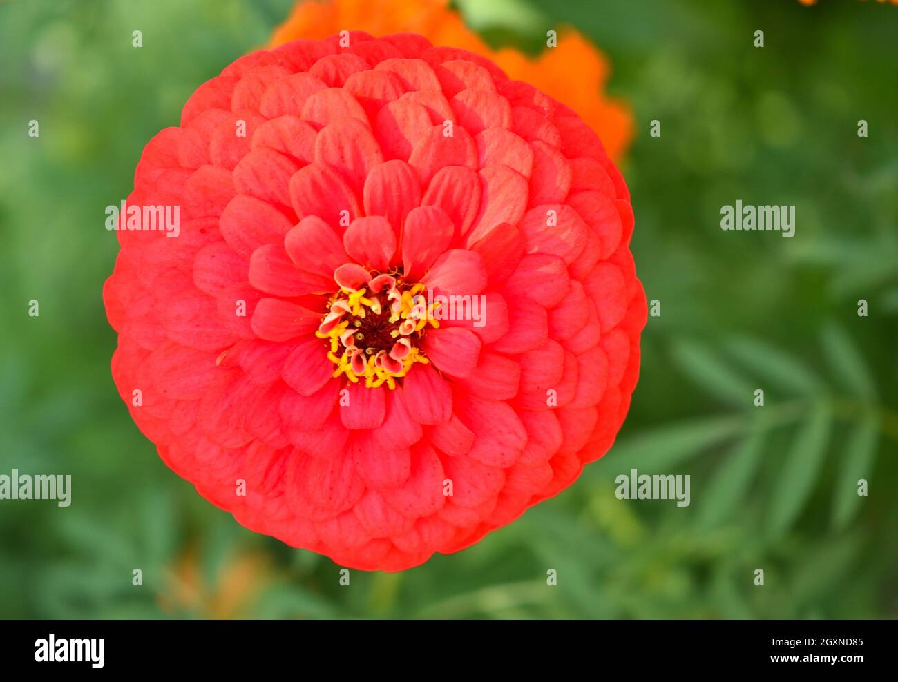 Crisantemo color melone con centro giallo. Foto Stock