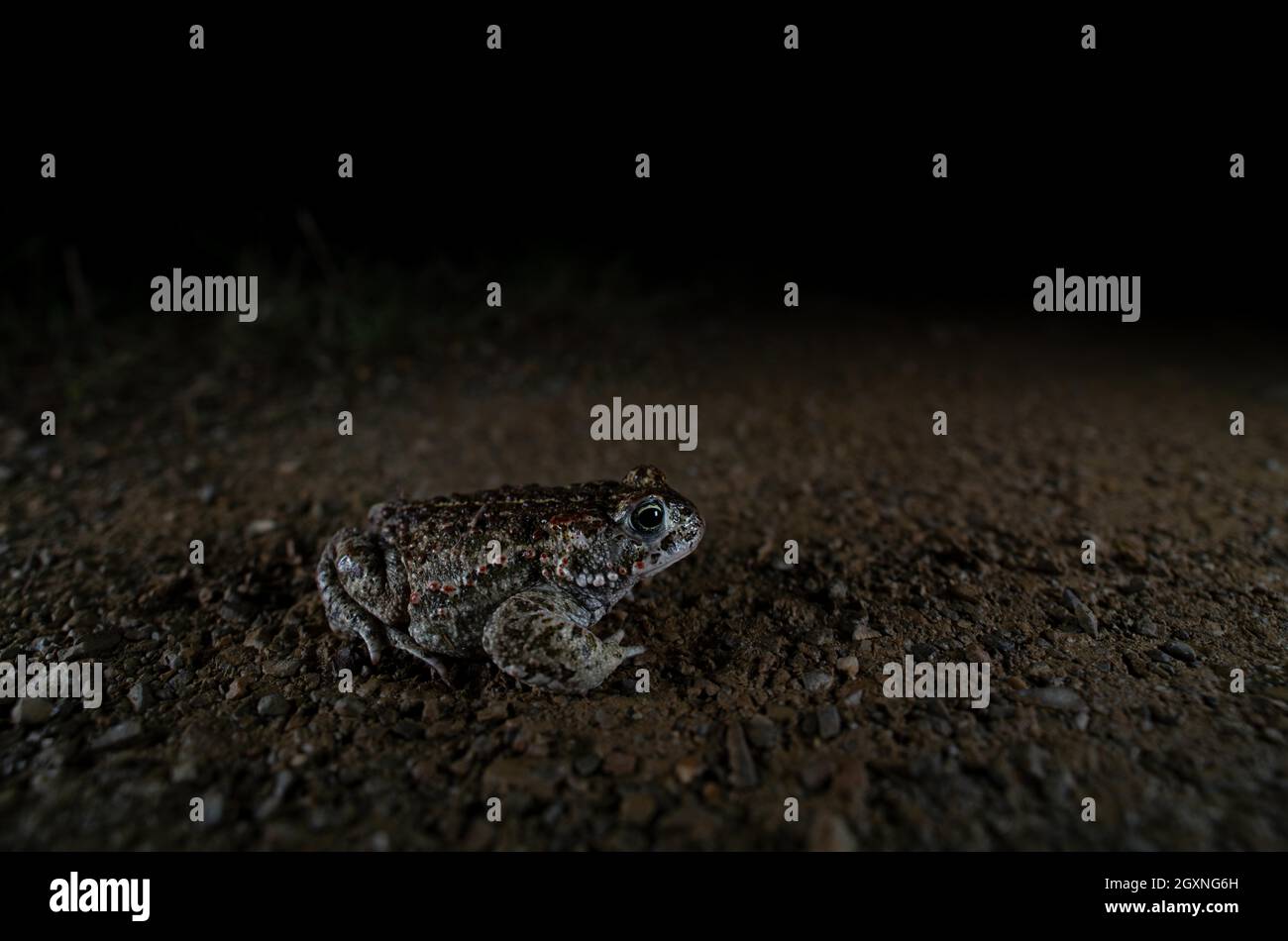 Natterjack toad (Epidalea calamita), seduto su strada, dopo la foto, Brandeburgo, Germania Foto Stock