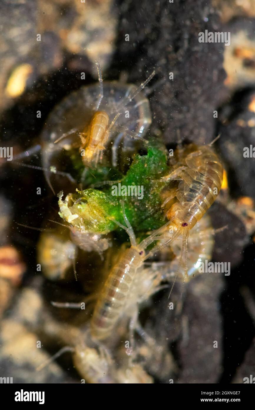 Gamberi (Gambarus fossarum), accumulazione alla base di un corpo d'acqua ben mimetizzata tra le pietre, foto subacquea, Essen, Nord Foto Stock