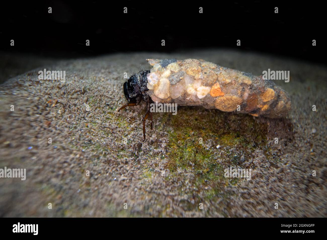 Caddisfly (Trichoptera), larva seduta su una pietra sul fondo di un corpo idrico, foto subacquea, Essen, Renania settentrionale-Vestfalia, Germania Foto Stock