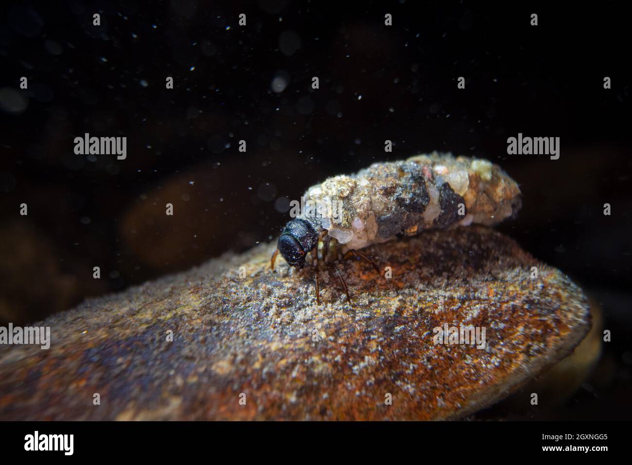 Caddisfly (Trichoptera), larva seduta su una pietra sul fondo di un corpo idrico, foto subacquea, Essen, Renania settentrionale-Vestfalia, Germania Foto Stock